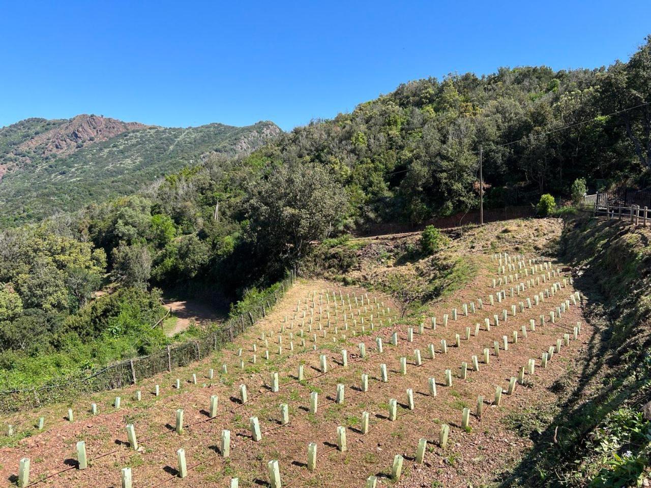 Agriturismo Paradisa Rio dellʼElba Exteriér fotografie